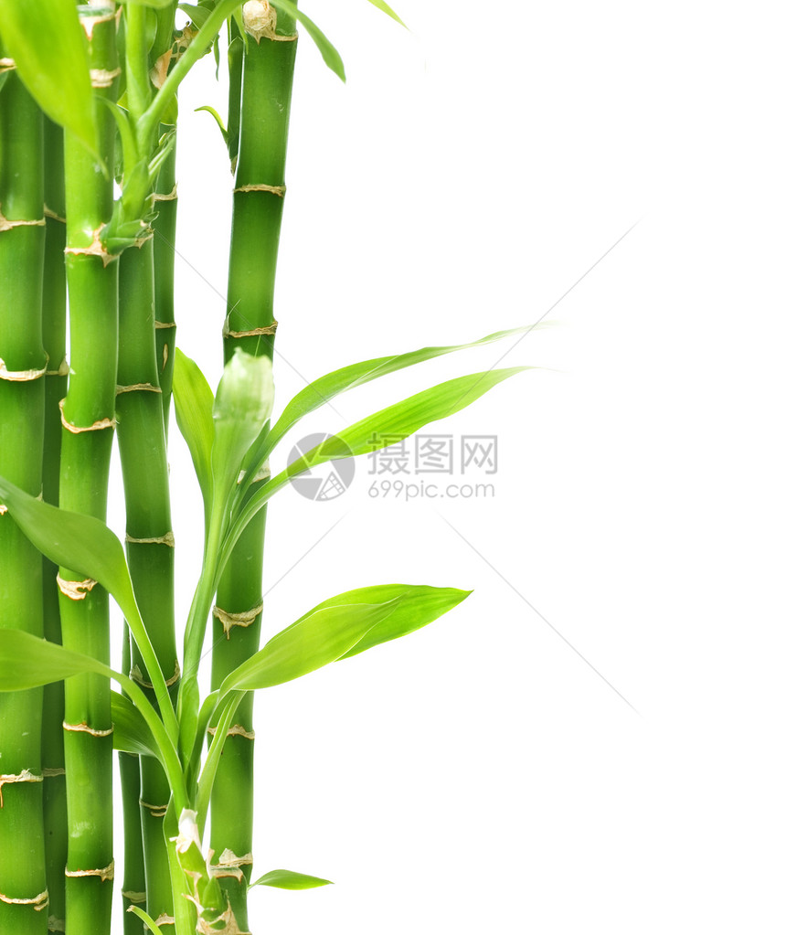 白竹子孤立于白花园风水生长生活叶子文化植物边界运气热带图片
