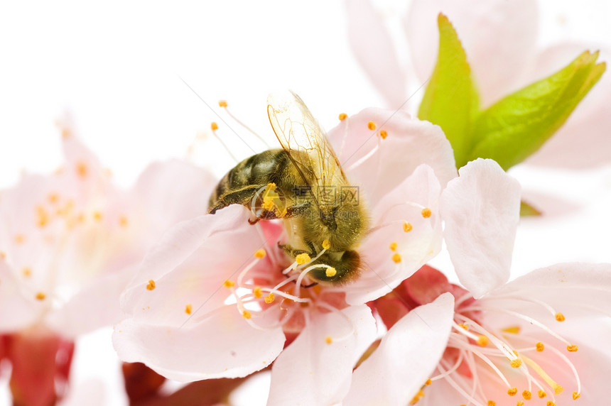 蜜蜂在花朵上的蜜蜂 单独演播室图片