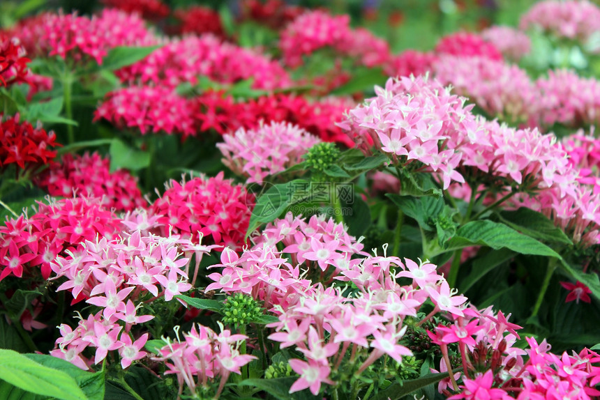 美丽的红花和粉红色花朵花店婚姻香气季节植物群叶子植物花瓣植物学玫瑰图片