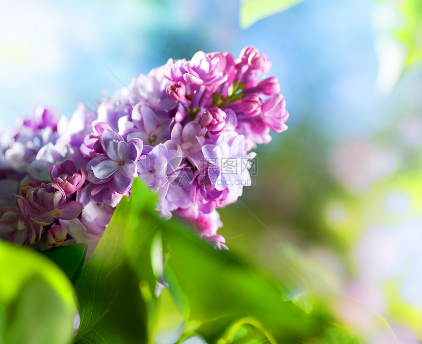 美丽的鲜花花紫丁香芳香香味生长香水衬套紫色植物群季节园艺图片