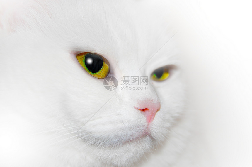 白猫特写宏观猫咪猫科动物爪子白色兽医粉色尾巴小猫小憩图片