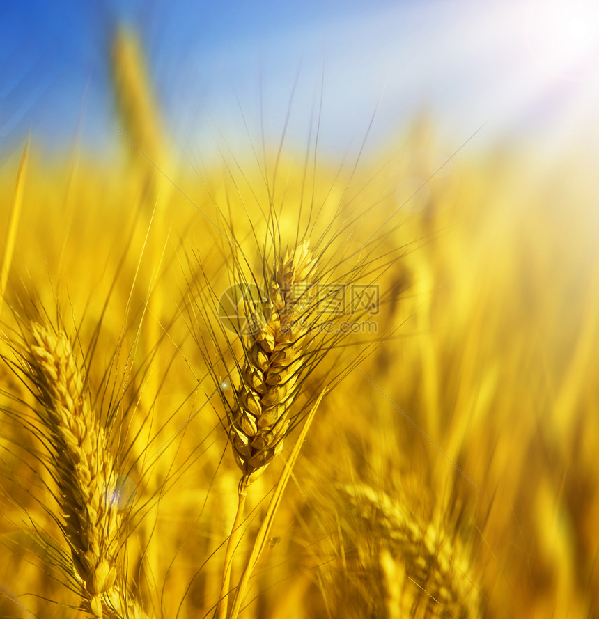 小麦地平线耳朵粮食稻草培育晴天墙纸阳光天空场地图片