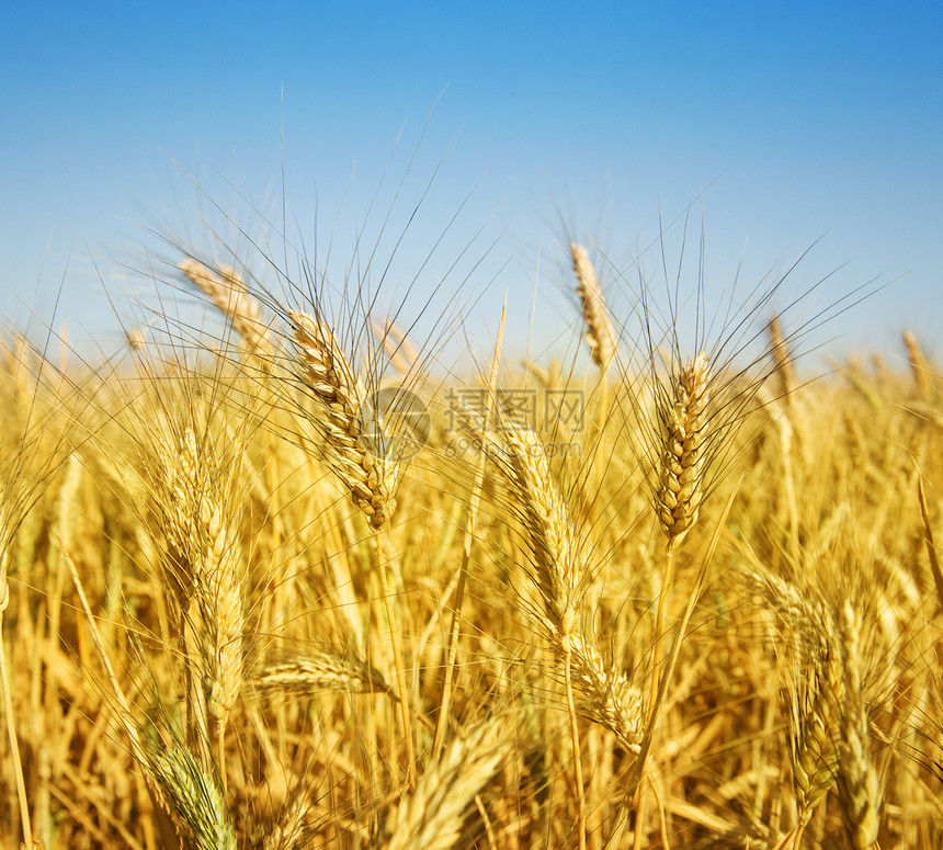 小麦农民场景培育地平线收成金子大麦天空烘烤耳朵图片