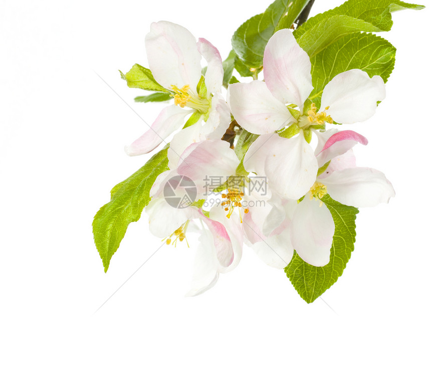 苹果闪光孤立白水果花瓣花园工作室样本植物学果园花序宏观晴天图片