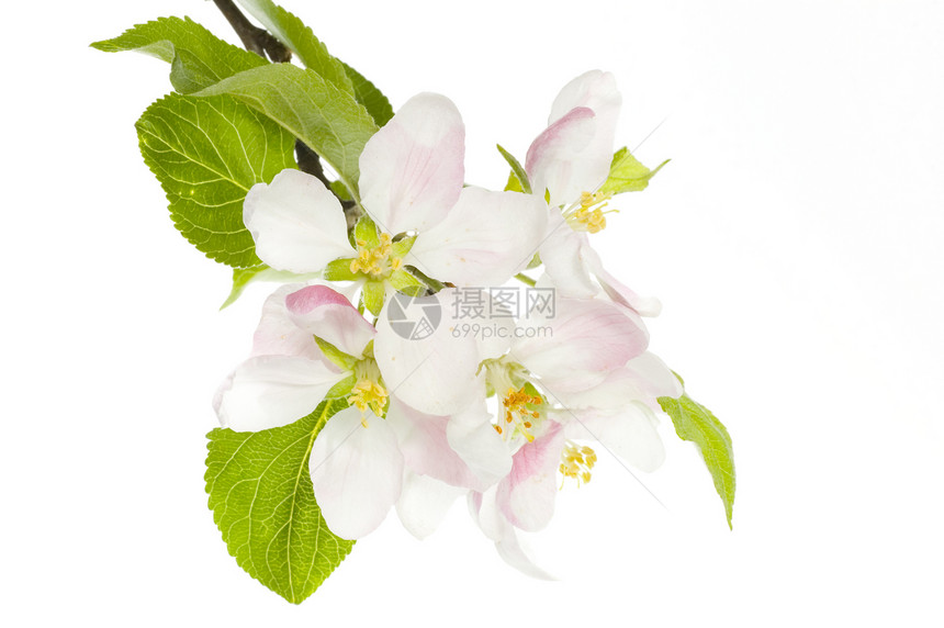 苹果闪光孤立白雌蕊花园果园植物水果植物学叶子样本花序香气图片