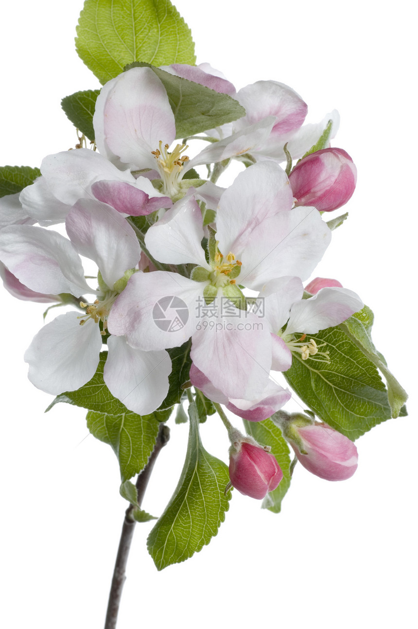 特写苹果闪光花瓣植物学植物园艺雌蕊水果宏观香气果园花序图片