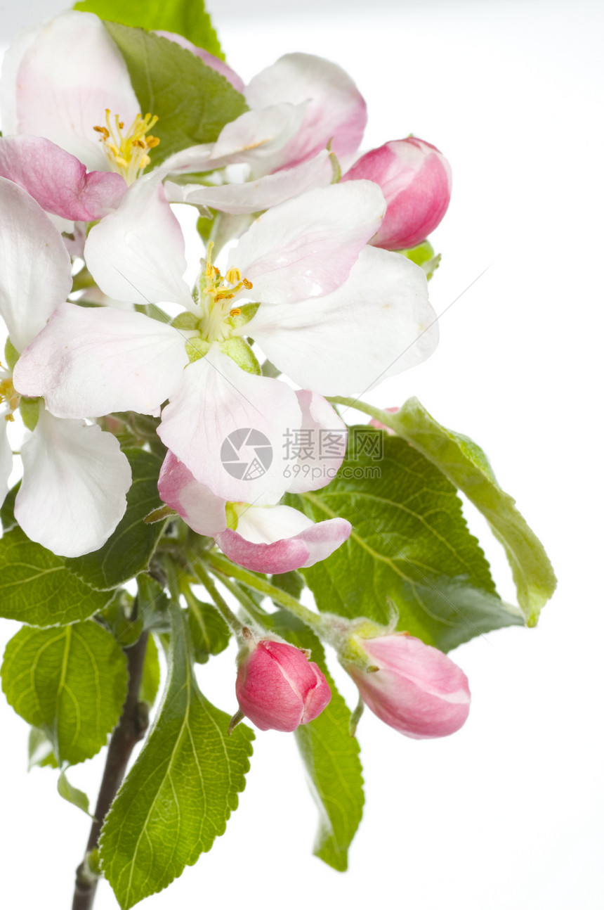 苹果闪光孤立白花序香气晴天花园植物花语植物学宏观果园水果图片