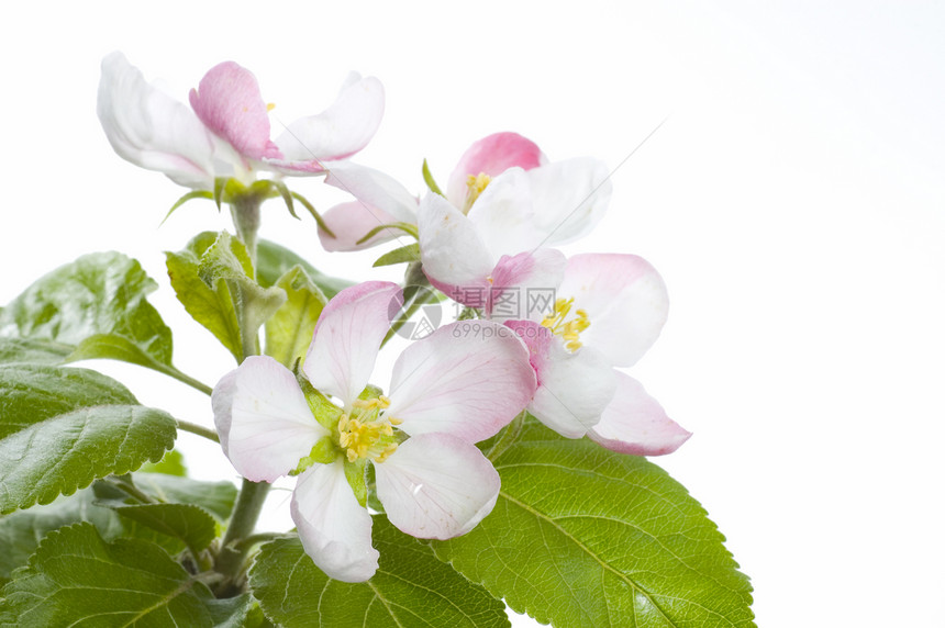 苹果闪光孤立白水果植物学工作室晴天叶子花园花瓣食物植物生长图片