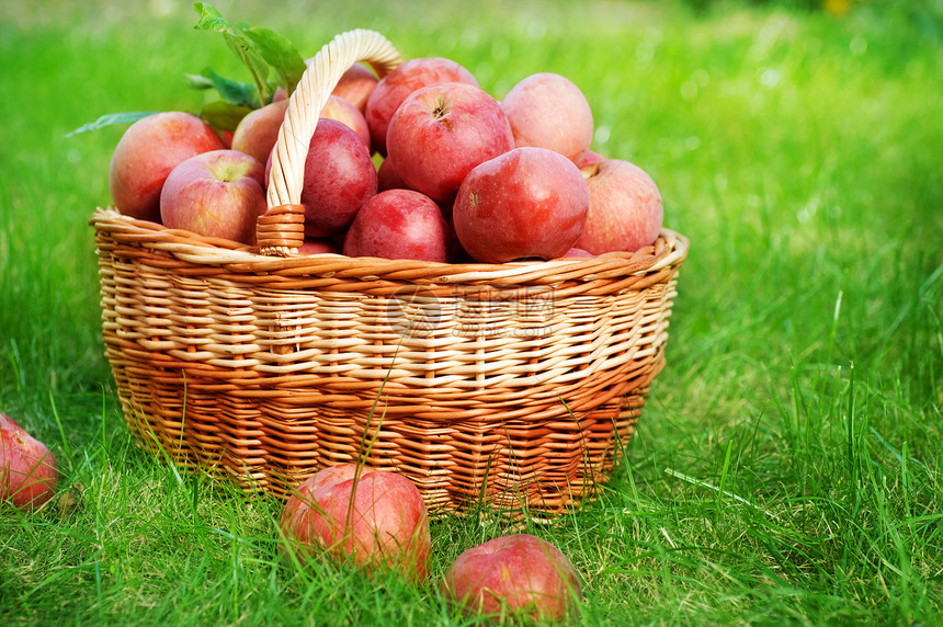 篮子中的新鲜有机苹果水果生物果园农场叶子太阳花园生长收成园艺图片