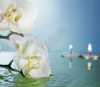 燃烧的漂浮蜡烛和鲜花液体天堂兰花沙龙植物群反射按摩宏观治疗美丽背景图片
