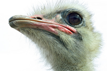 Ostrich Struuthio 骆驼形目农场生活鸟鸟世界动物活力鸵鸟农业背景图片