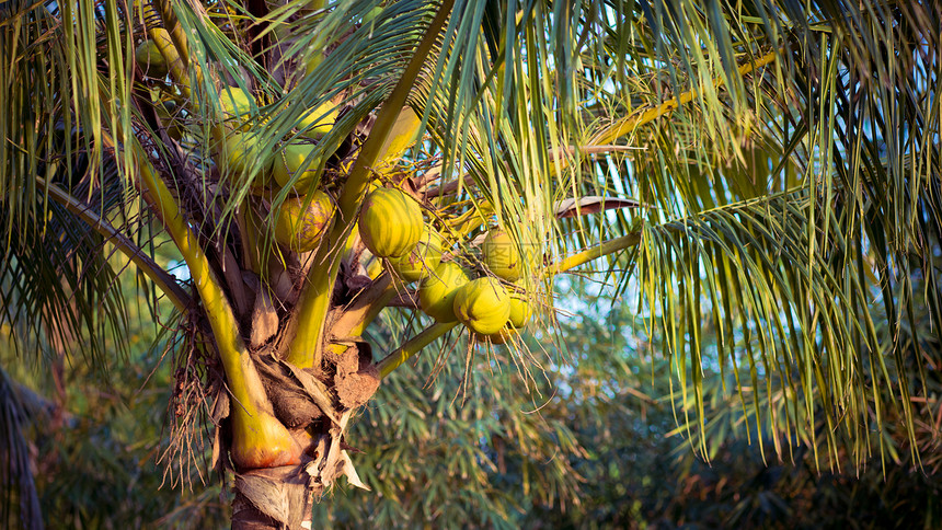 椰子树坚果情调热带绿色可可花园植物叶子异国水果图片