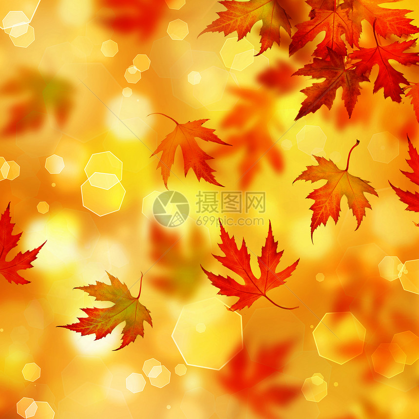秋季橙子运动森林叶子金子拼贴画橡木框架边界活力图片