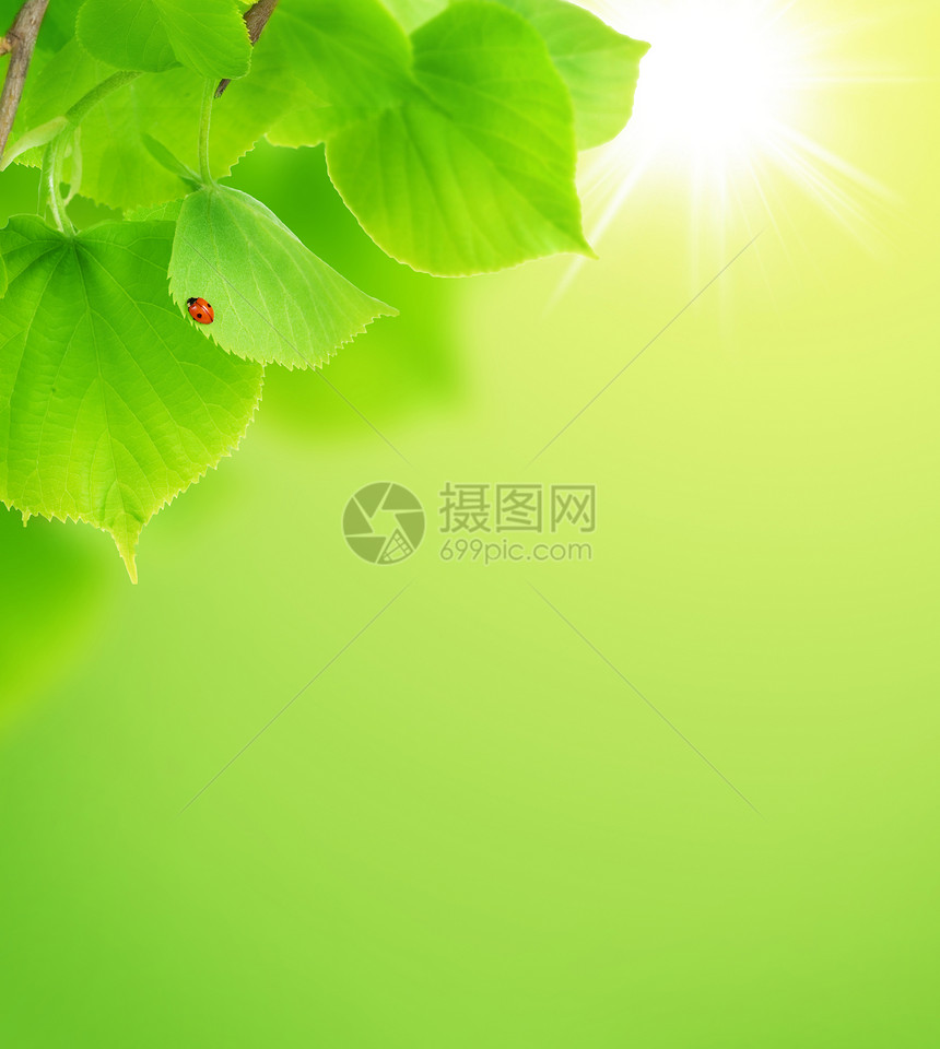 绿色新叶绿树背景图片