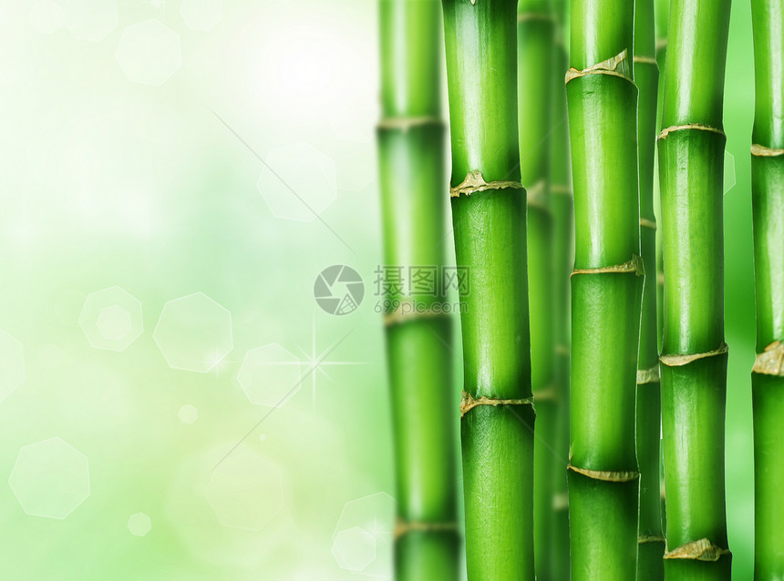 竹子运气叶子边界植物园艺背景环境文化生活丛林图片
