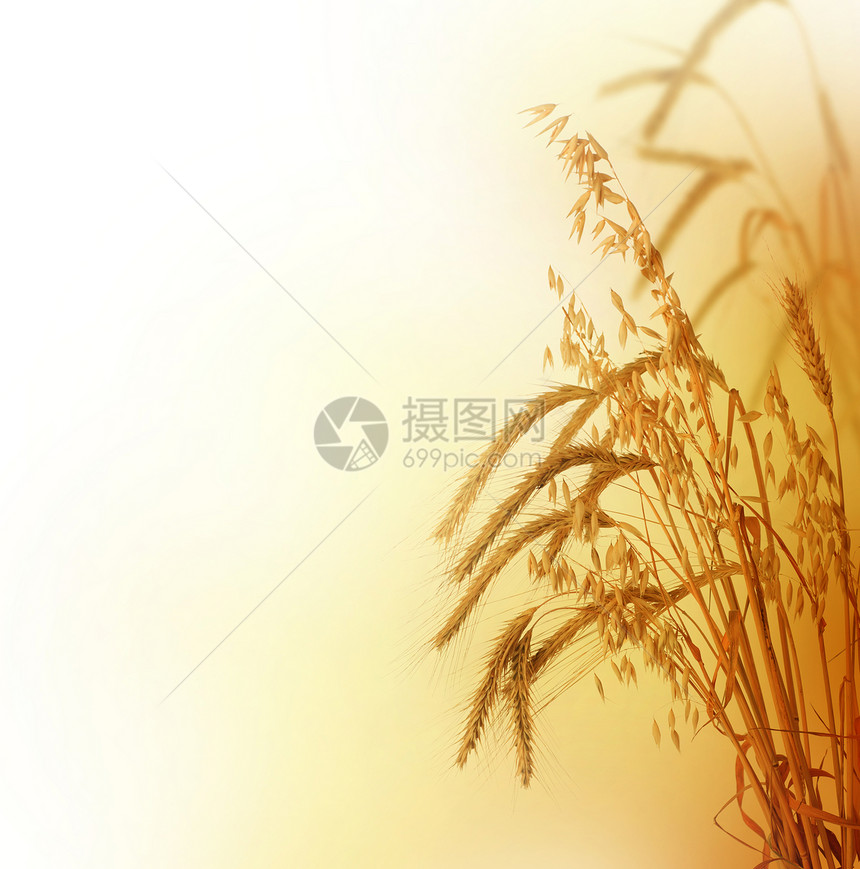 小麦边框尖刺天空农场大麦玉米耳朵培育燕麦收成生产图片
