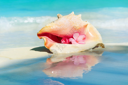广告女王郭碧婷加勒比海滩沙滩上的海螺壳壳背景