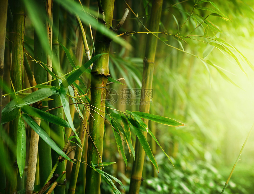 竹子树叶丛林植物生长花园文化森林风水生活叶子图片