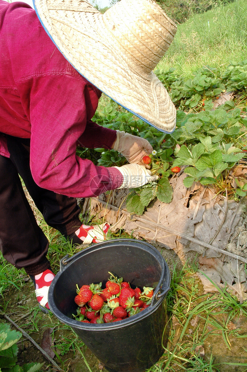 农民收获草莓浆果场地国家土壤收成蔬菜农业栽培农场植物图片