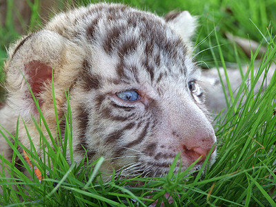 虎王白老虎婴儿眼睛条纹野猫丛林灭绝豹属濒危哺乳动物热带野生动物背景