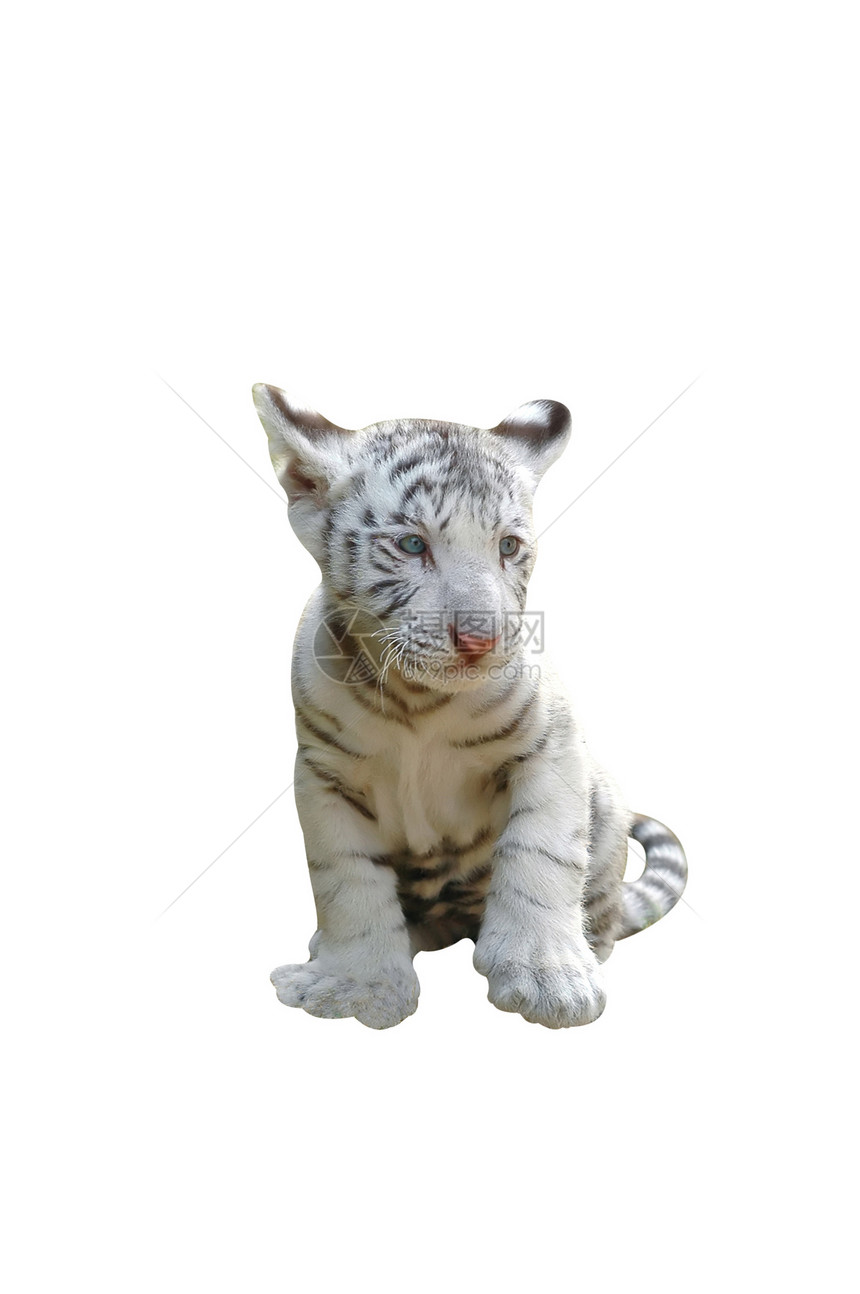 孤立的白虎婴儿动物园食肉豹属猫科捕食者濒危荒野野猫灭绝猎人图片
