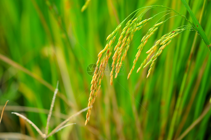 亚洲稻田稻米图片