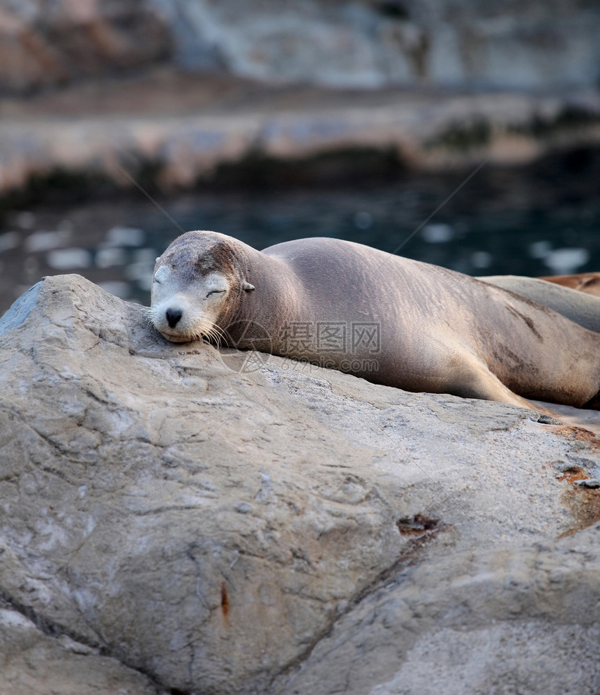 沉睡的海狮日落旅行岩石动物群毛皮女性海滩公园海豹野生动物图片