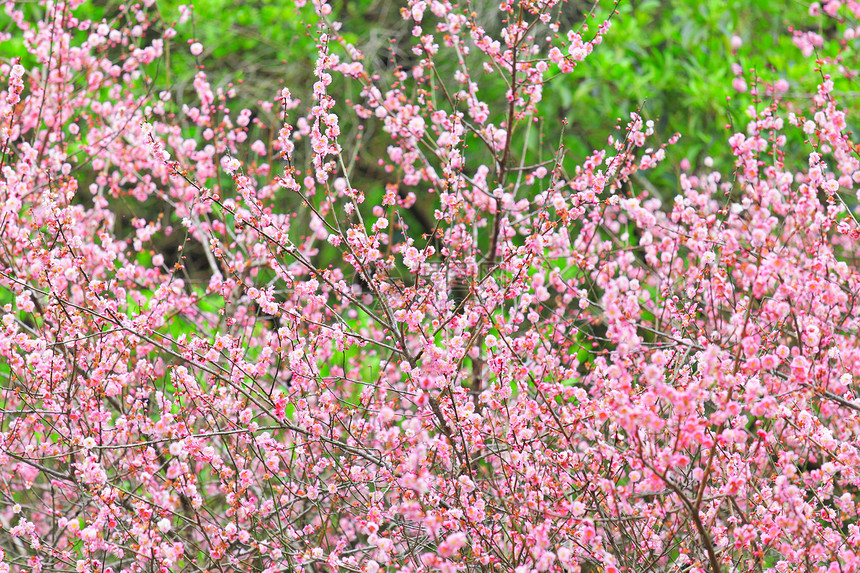 梅花花乡村粉色花朵园艺美丽衬套植物花期季节李子图片