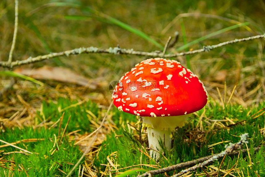 红色苍蝇药品宏观生物伞菌旅行场景故事阳光森林树木图片