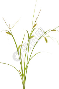 草草地绿色苔草花序植物树苗背景图片