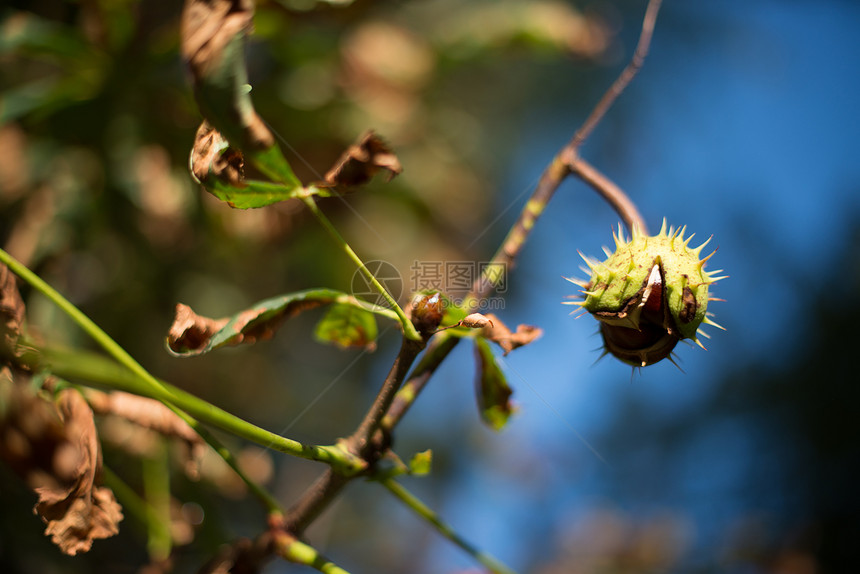 树上有栗子水果收成坚果森林蓝色木头植物群食物种子宏观图片