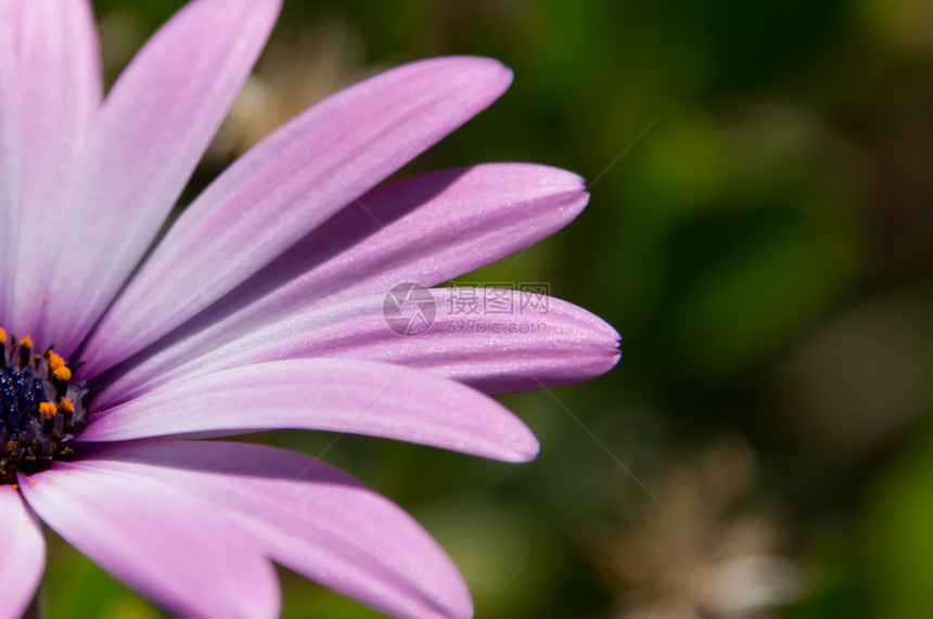紫色乳房群集植物植物群花蜜绿色雏菊花瓣宏观图片