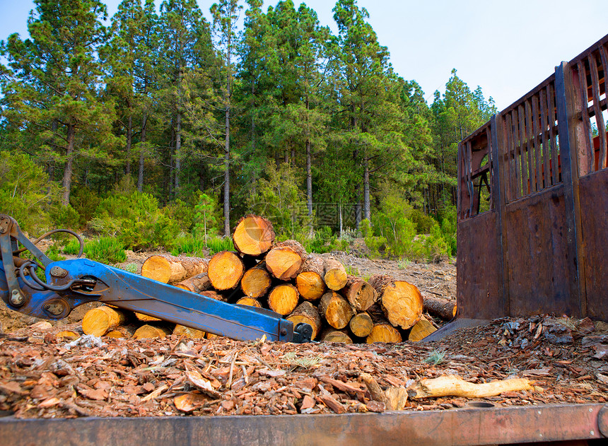 特内里费木材业砍伐松树林业木材木头贮存环境树干森林国家树木岛屿图片