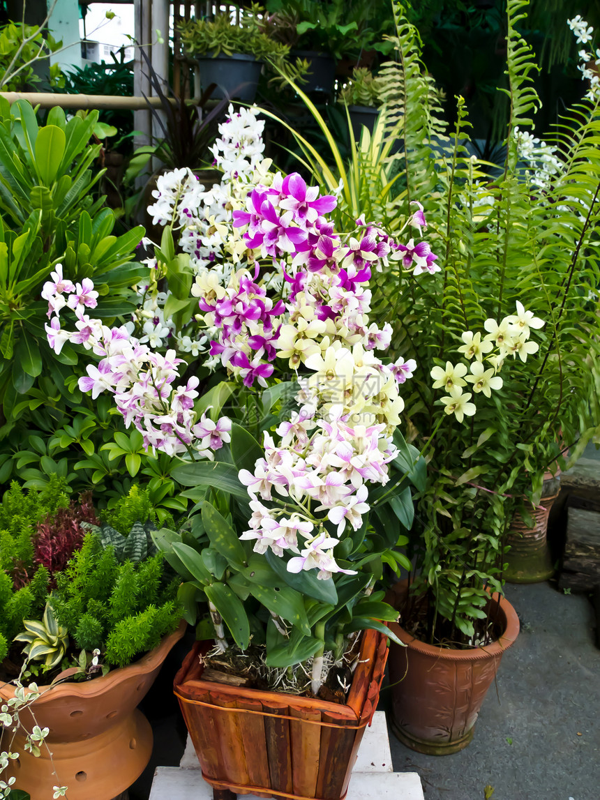 兰花装饰情调叶子紫色花瓣花园植物异国植物群美丽图片
