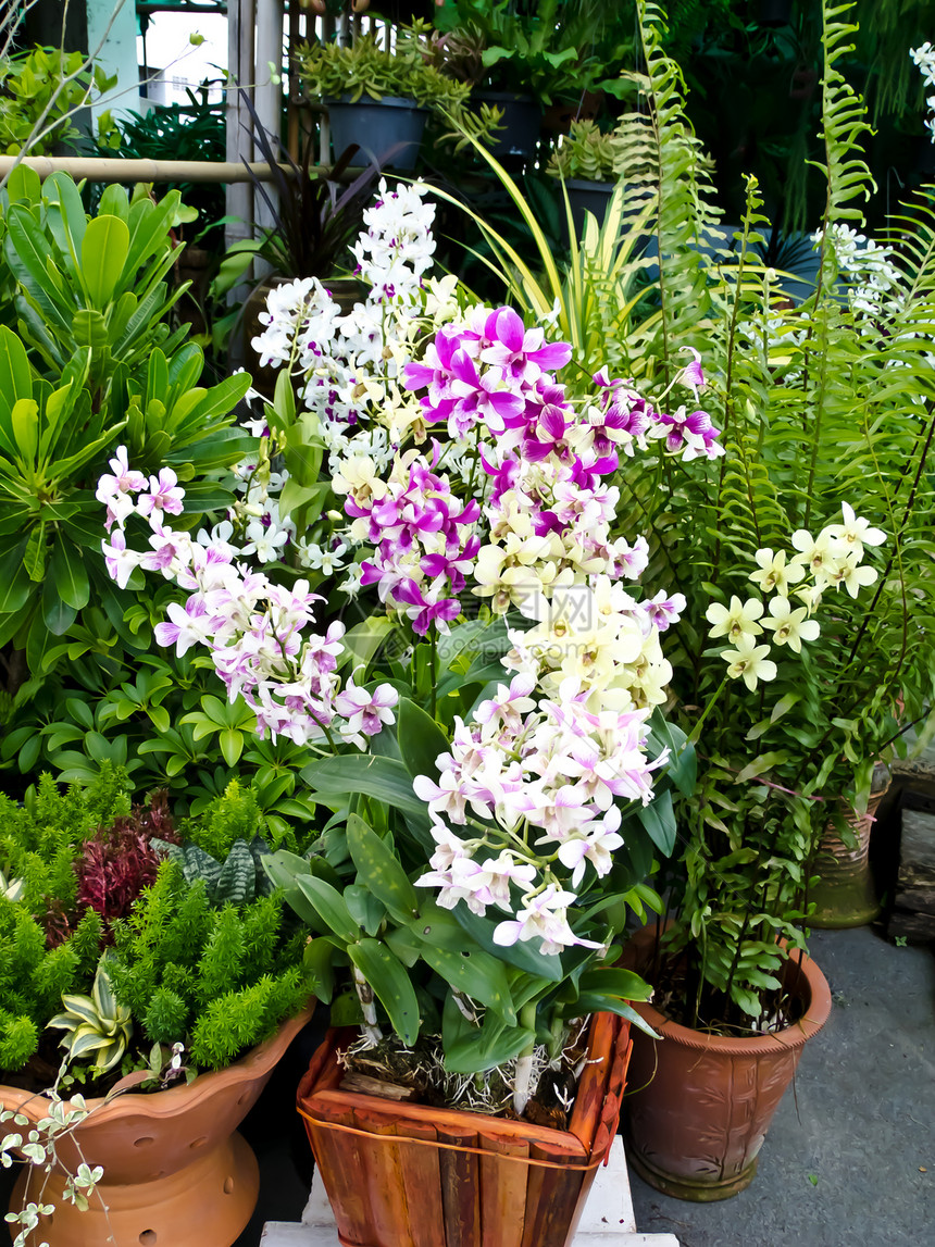 兰花热带花束植物风格紫色花瓣植物学温泉花园异国图片