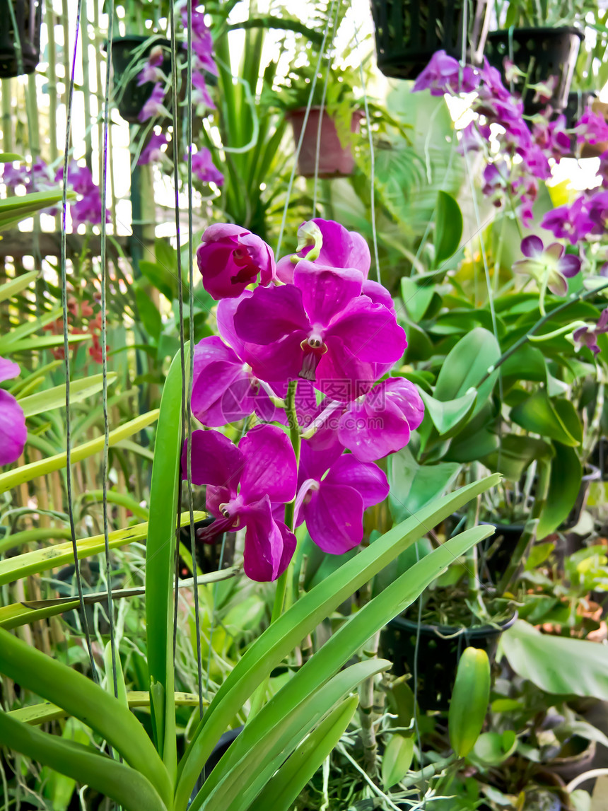 兰花健康花瓣装饰美丽热带花园风格异国紫色植物群图片