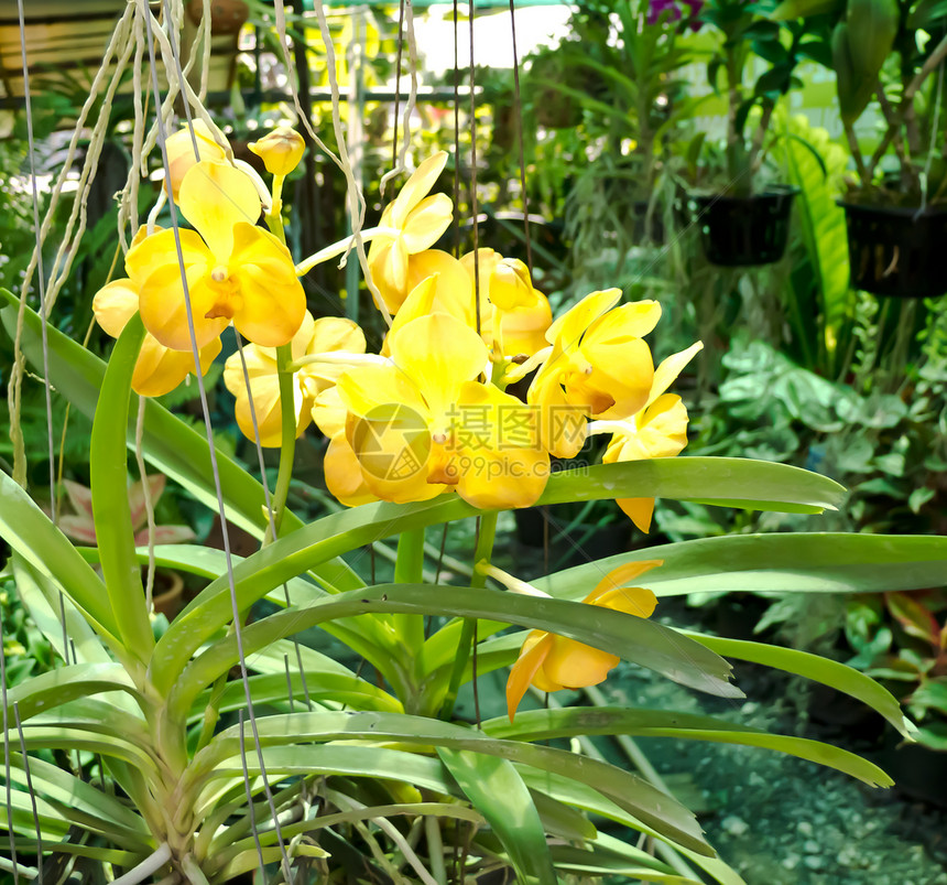 兰花装饰情调风格花束异国植物学植物群花瓣植物叶子图片