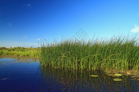 沼草药沼泽植物湿地香蒲场景叶子池塘芦苇季节宽叶背景图片