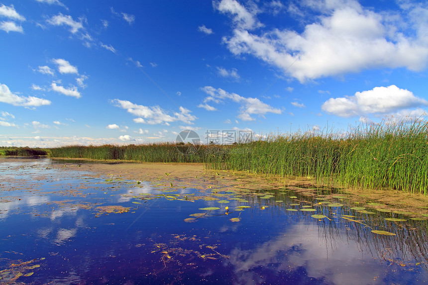 云层下夏季沼泽蓝色公园场景宽叶香蒲池塘芦苇尾巴叶子生活图片