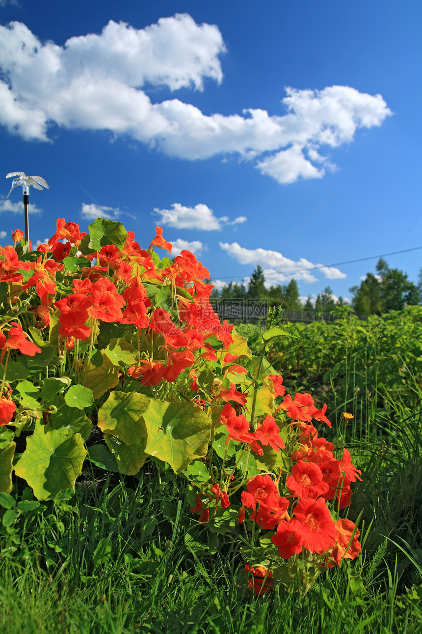 靠近农村建筑的夏花雏菊生长场景水仙花衬套玫瑰花园百合草皮园艺图片