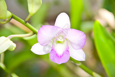 粉红色兰花杂交种花园环境公园生态胸花情调植物蝴蝶橙子背景图片