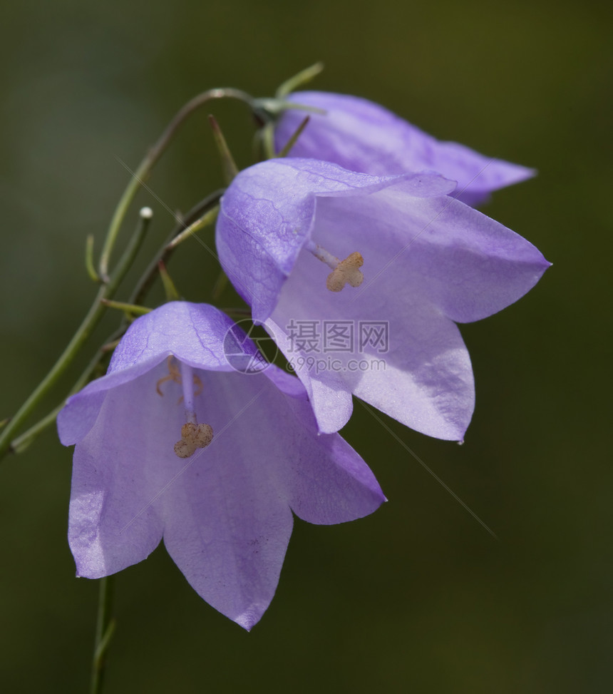 白花花坎帕努拉花朵植物植物群紫色植物学荒野花园绿色图片