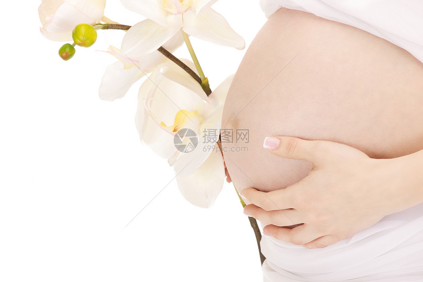 孕妇肚子女士生活腹部女孩母爱产妇植物母性投标父母图片