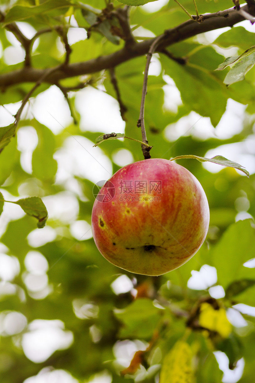 有机苹果植被水果花园季节性橙子叶子国家绿色农场红色图片