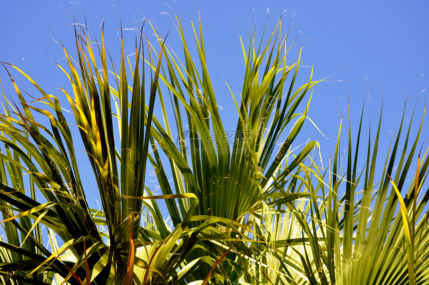 蓝色天空穿过青绿的花岗岩植物叶子叶状体绿色植物绿色图片