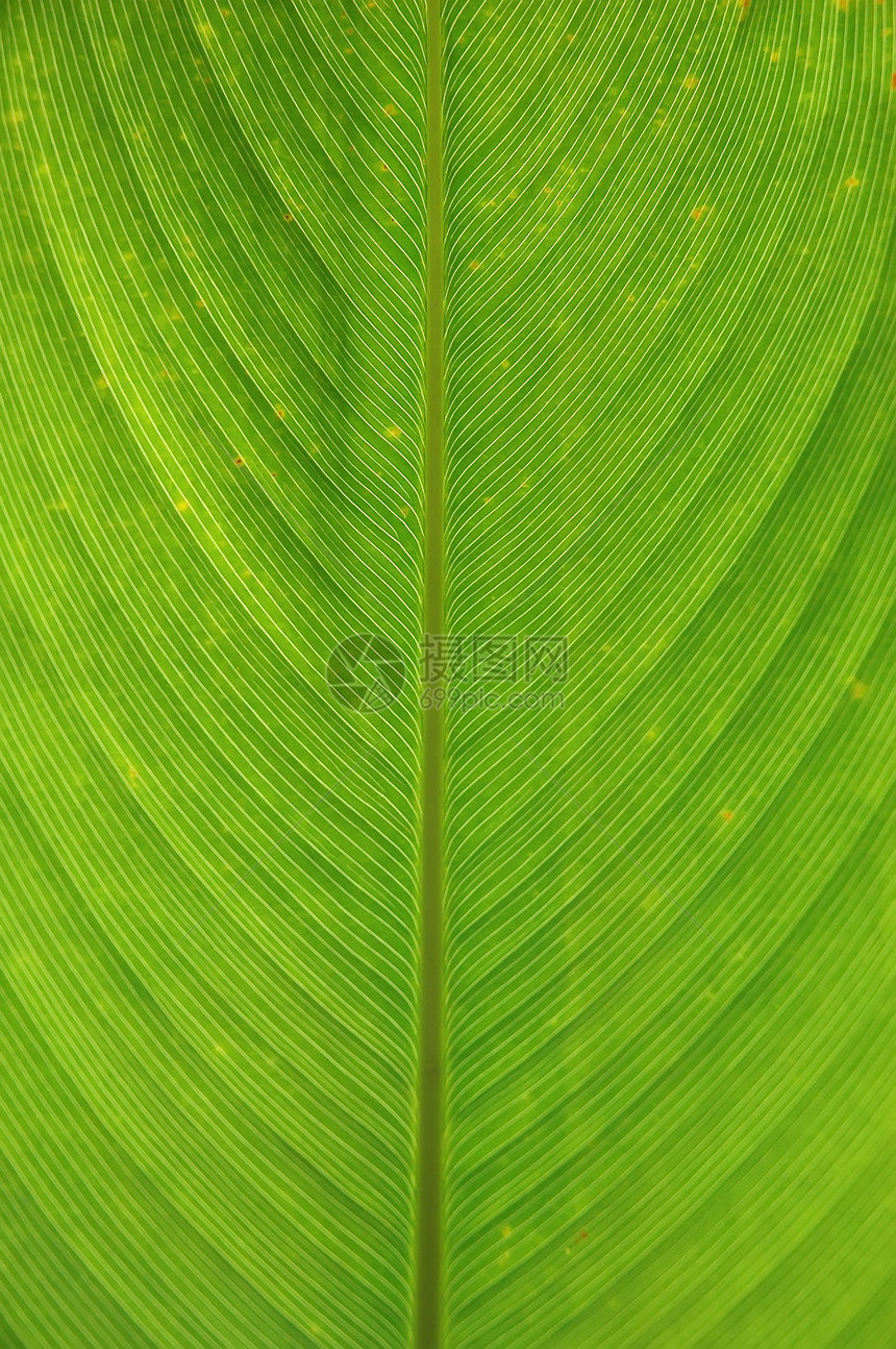 叶叶表面热带美丽活力植物群生长生活森林叶子宏观植物学图片