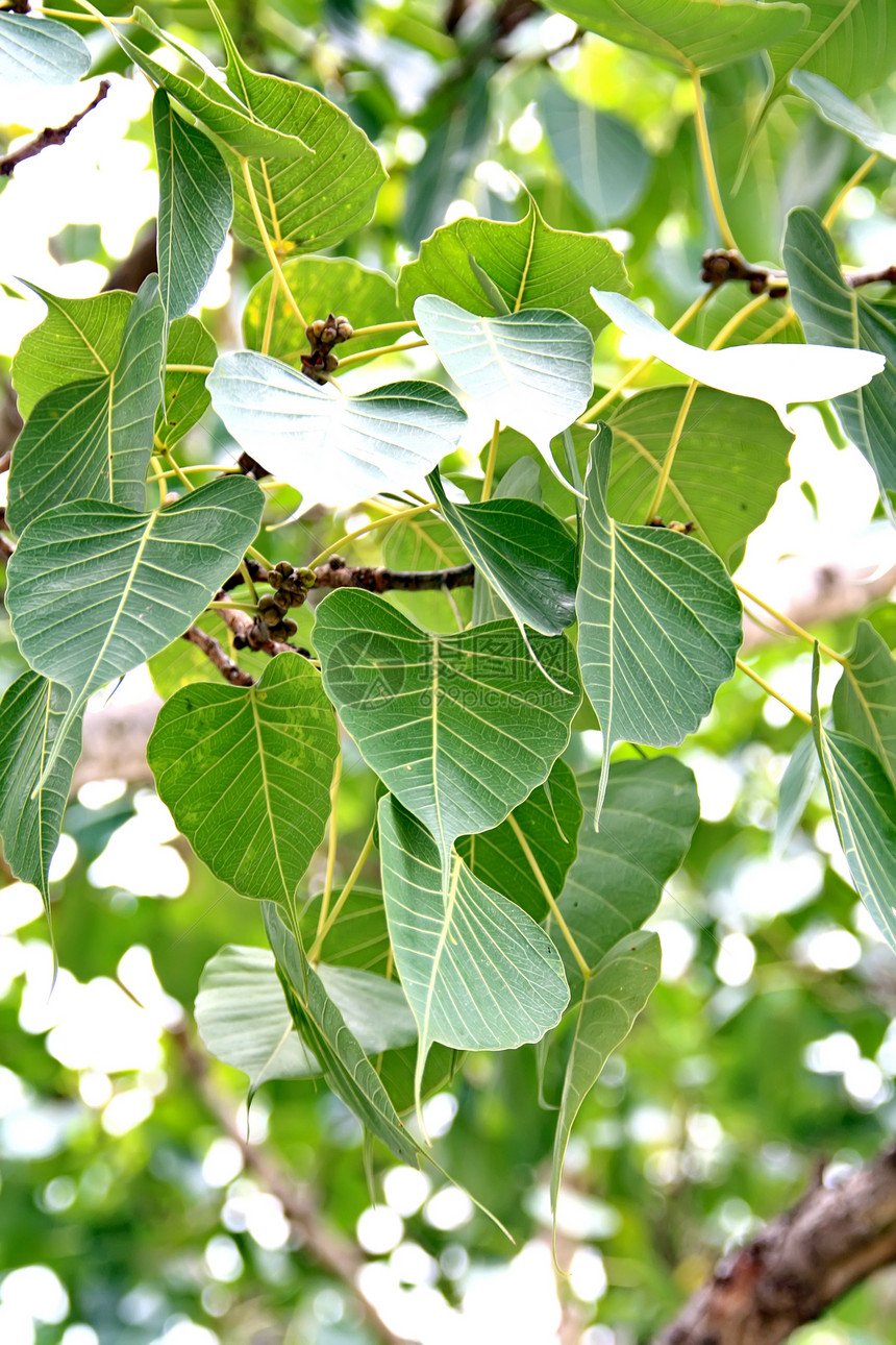 坚持在阳光下太阳植物植物群射线生长环境森林棕榈晴天热带图片