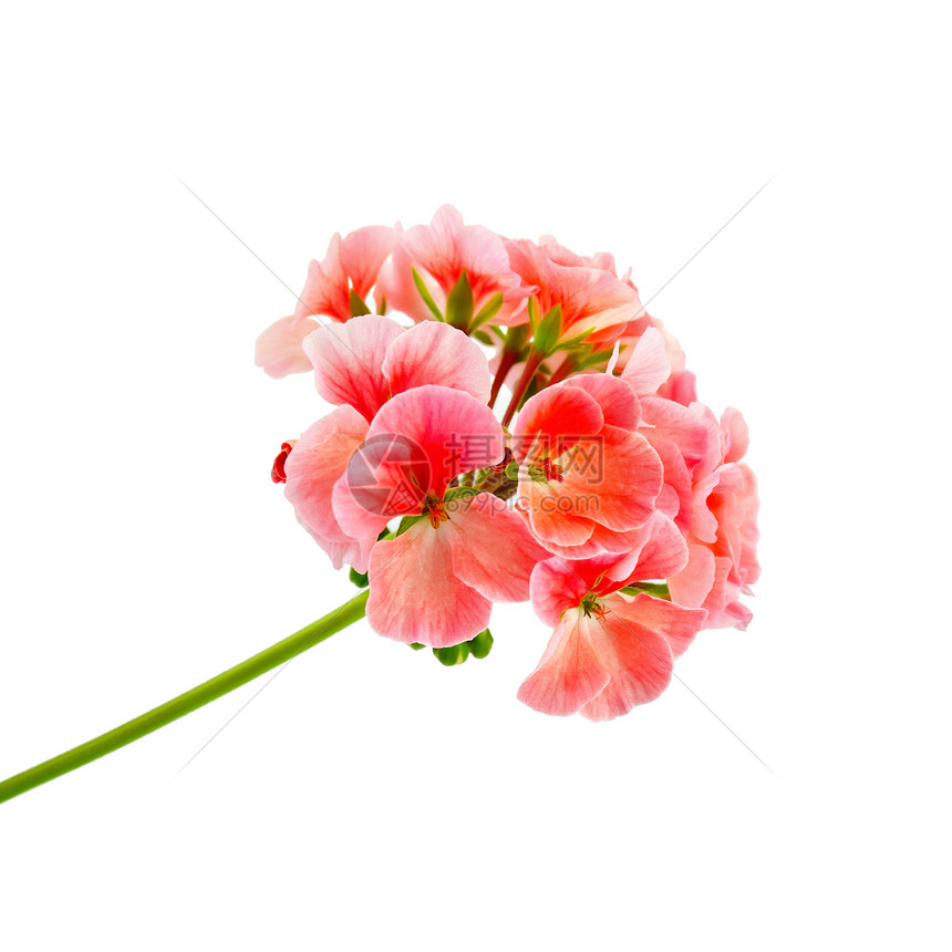 粉红色植物群花瓣白色花序正方形粉色刷子植物图片