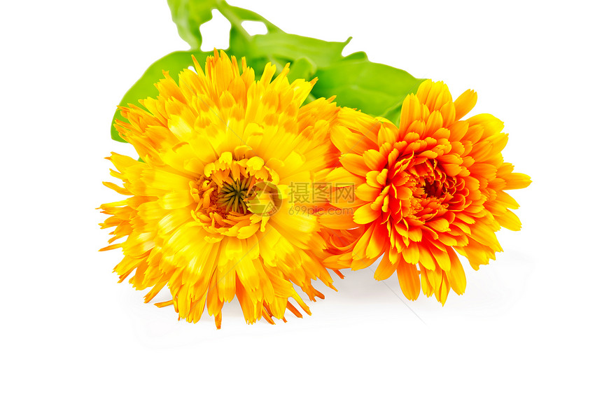 Calendula 梯地图片