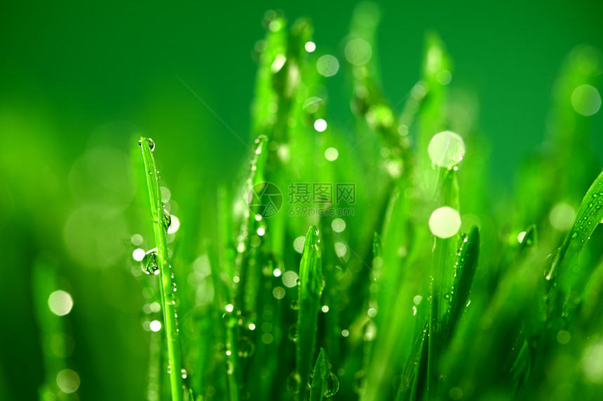 树本背景草地反射水滴草本植物树叶气候液体生长植物雨滴图片